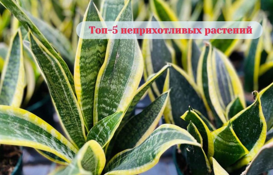 Топ-5 НЕПРИХОТЛИВЫХ КОМНАТНЫХ РАСТЕНИЙ
