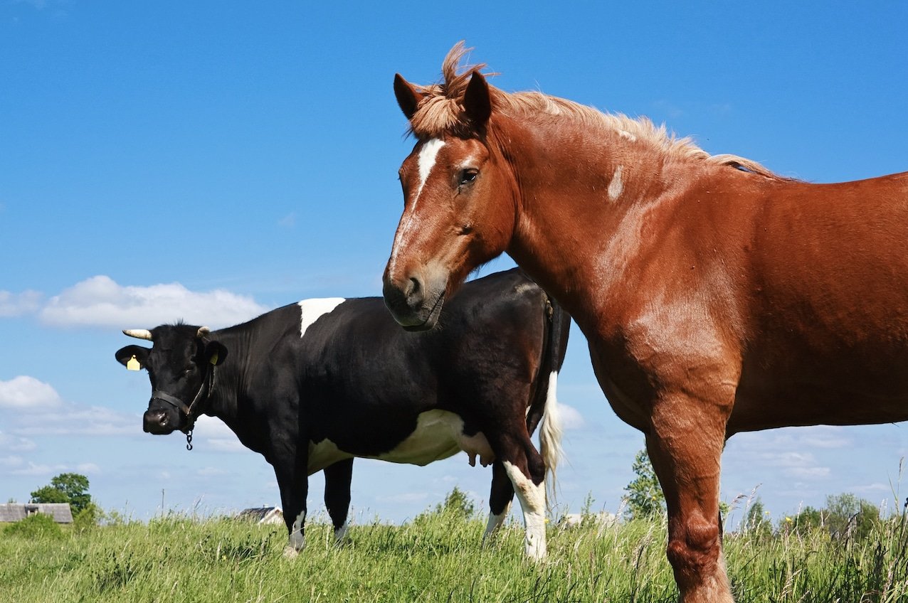 Формы органических удобрений
