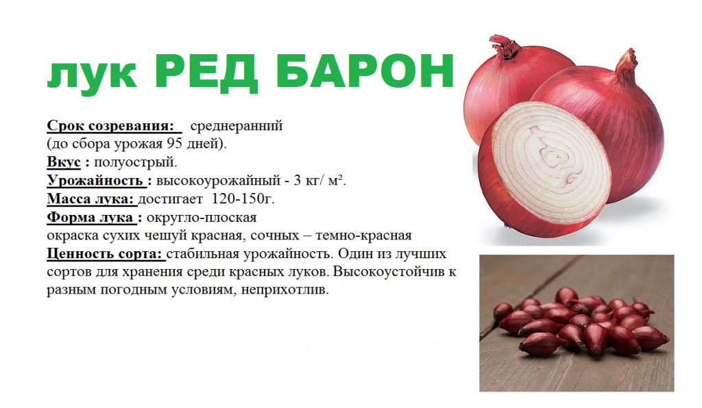 ред барон 3.png ред барон 3.png