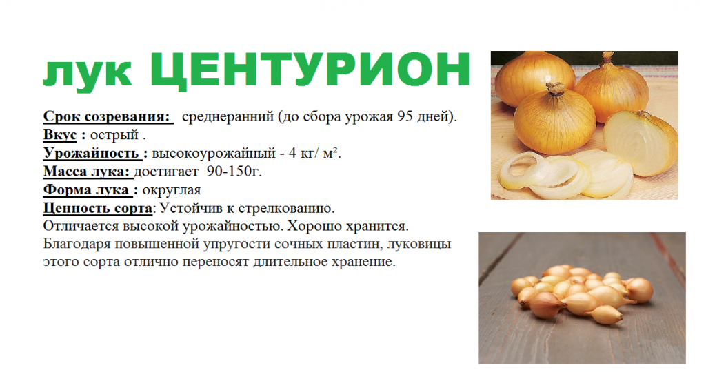 ЦЕНТУРИОН-1шт.png ЦЕНТУРИОН-1шт.png