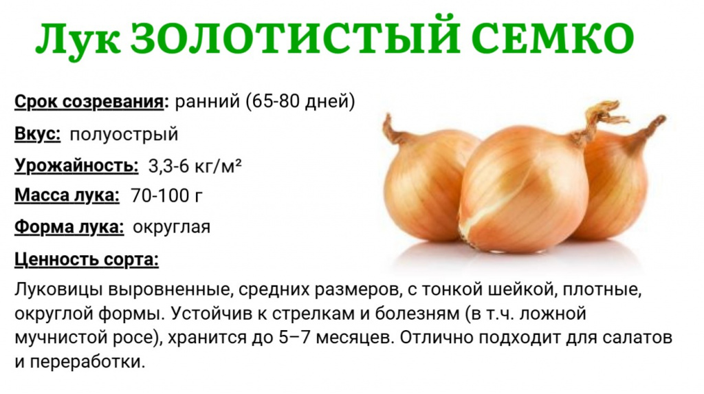 золотистый семко.jpg золотистый семко.jpg